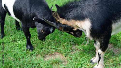 Playful Goats Facing Off © clubhousearts