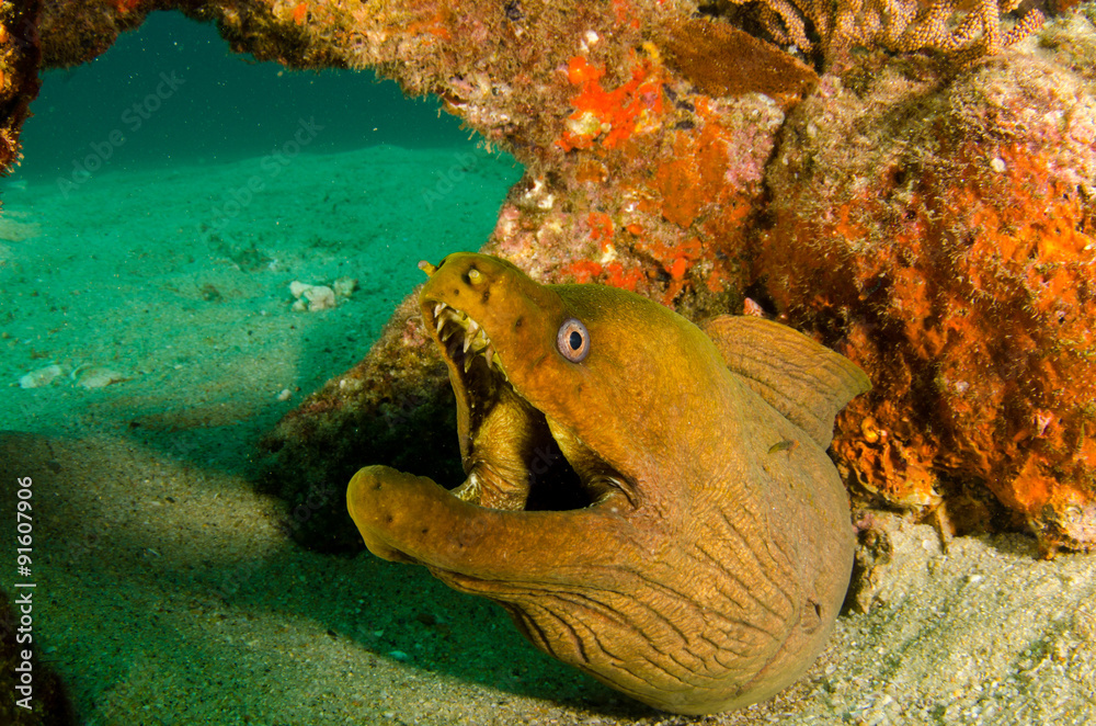 Fototapeta premium Panamic Green Moray Eel (Gymnothorax castaneus), mouth wide open resting in reefs of the Sea of Cortez, Pacific ocean. Cabo Pulmo, Baja California Sur, Mexico. The world's aquarium.