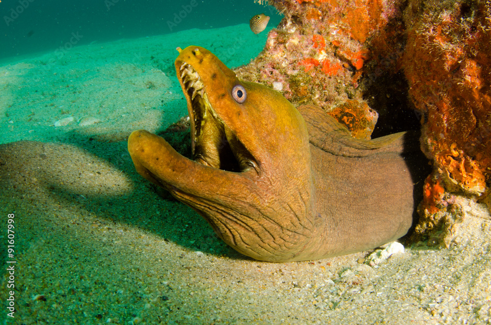 Panamic Green Moray Eel (Gymnothorax castaneus), mouth wide open