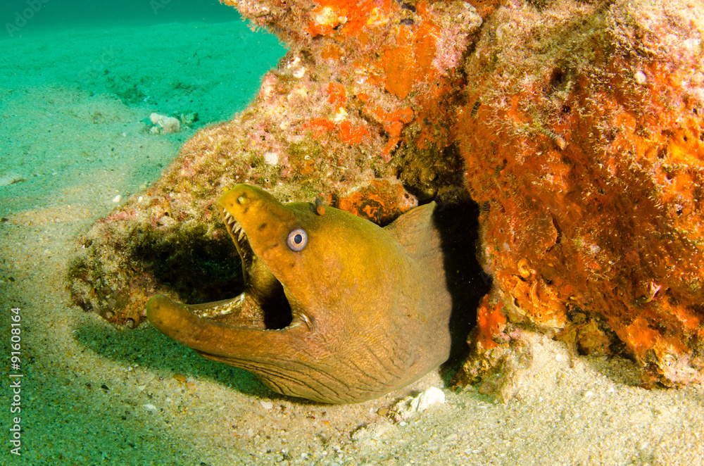 Obraz premium Panamic Green Moray Eel (Gymnothorax castaneus), mouth wide open resting in reefs of the Sea of Cortez, Pacific ocean. Cabo Pulmo, Baja California Sur, Mexico. The world's aquarium.