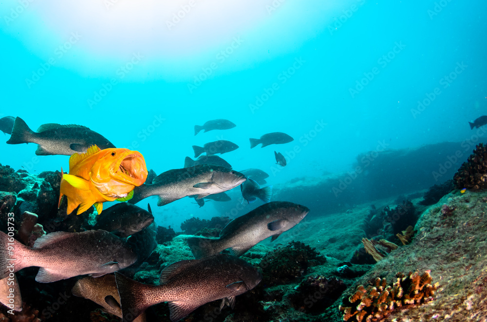 Fototapeta premium Groupers from baja , Mexico