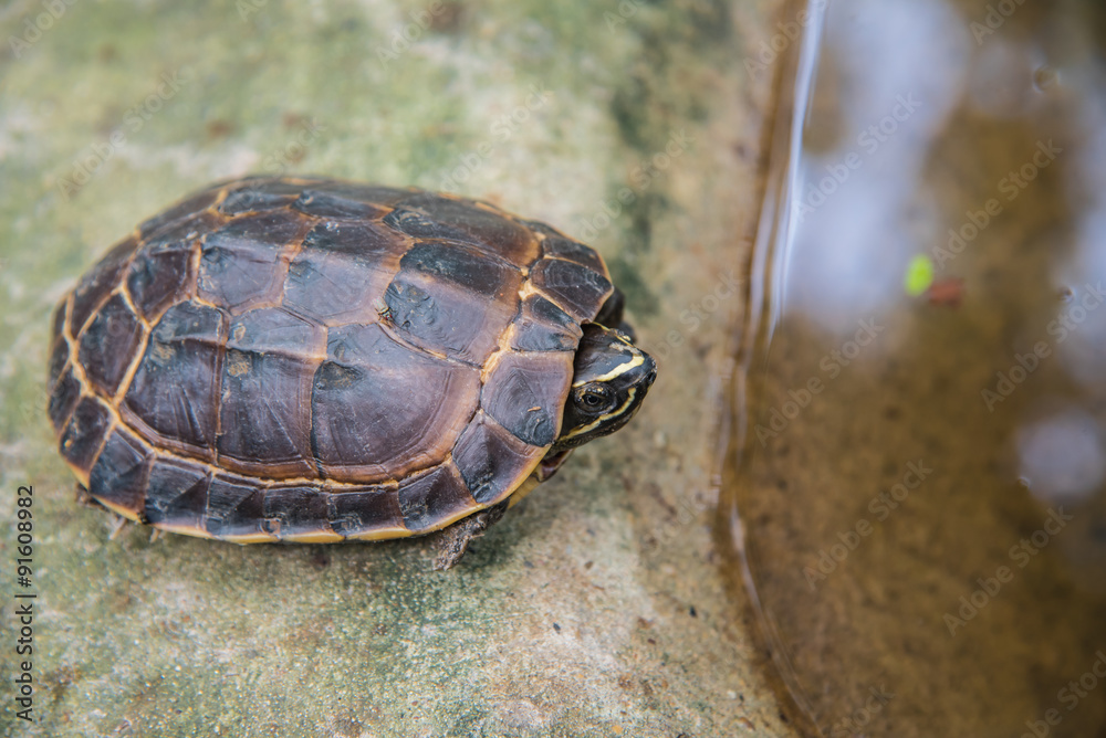 Malayemys macrocephala turtle in nature Malayemys macrocephala turtle in nature