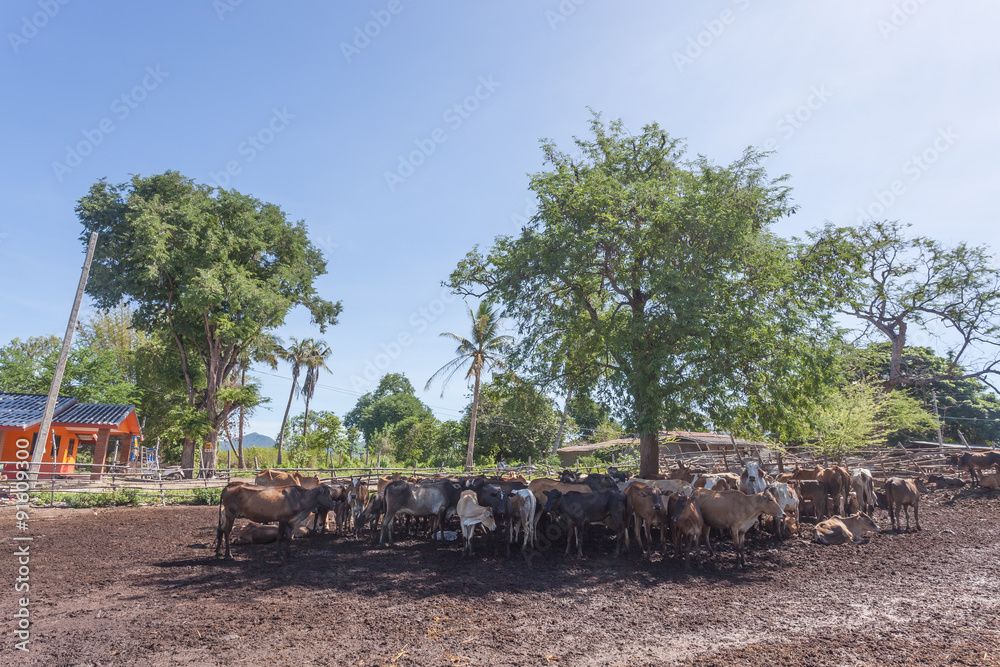 Thai cows resting in a field under tree at southern Thailand