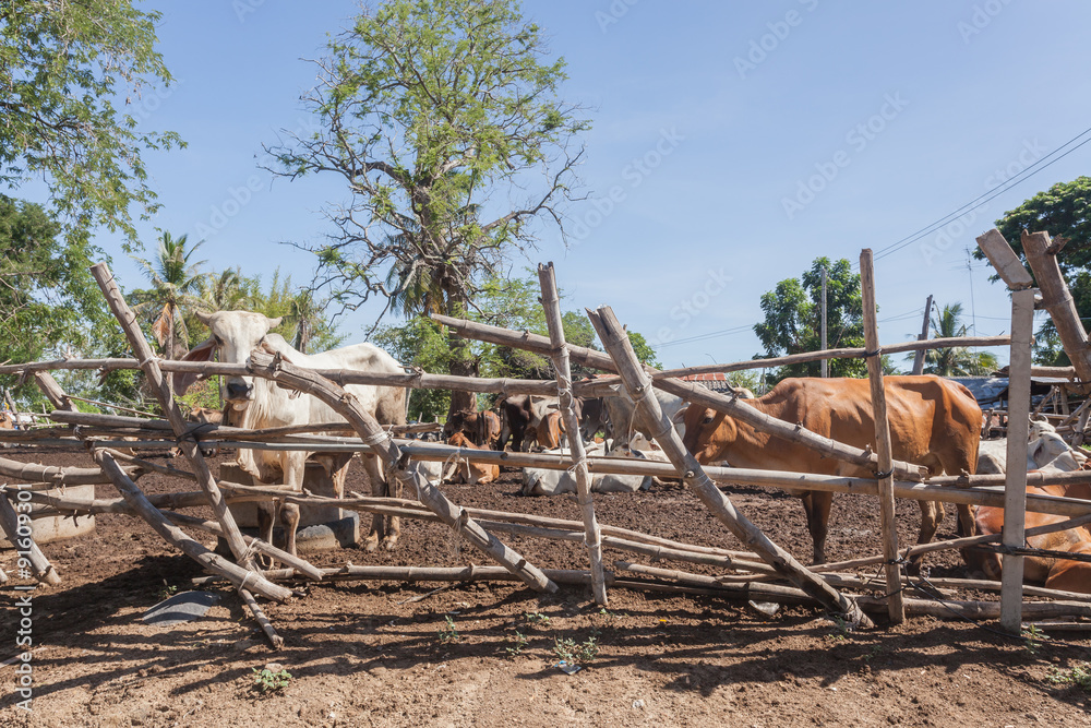 Thai cows resting in a field at southern ,Thailand