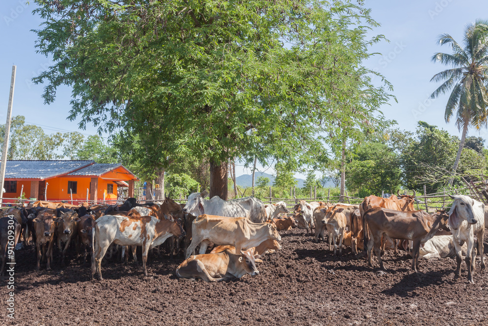 Thai cows resting in a field under tree at southern ,Thailand