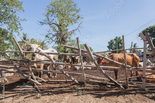 Obraz na płótnie Thai cows resting in a field at southern ,Thailand w salonie