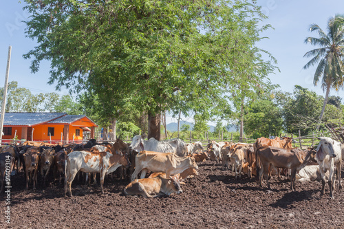 Obraz na płótnie Thai cows resting in a field under tree at southern ,Thailand w salonie
