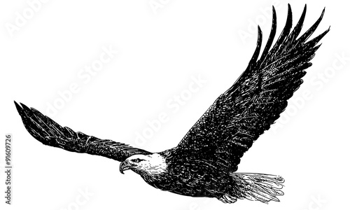 Bald eagle flying, hand draw monochrome on white background.