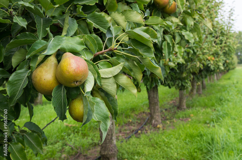 pear orchard