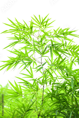 Bamboo leaves isolated on white.