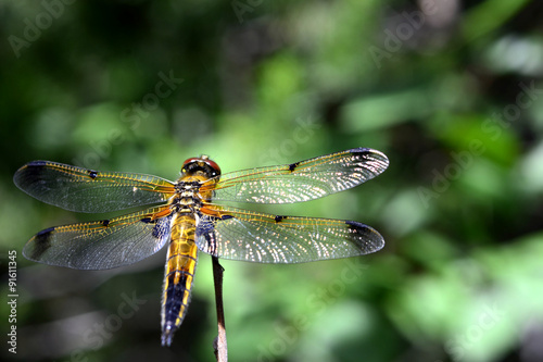 dragonfly sits
