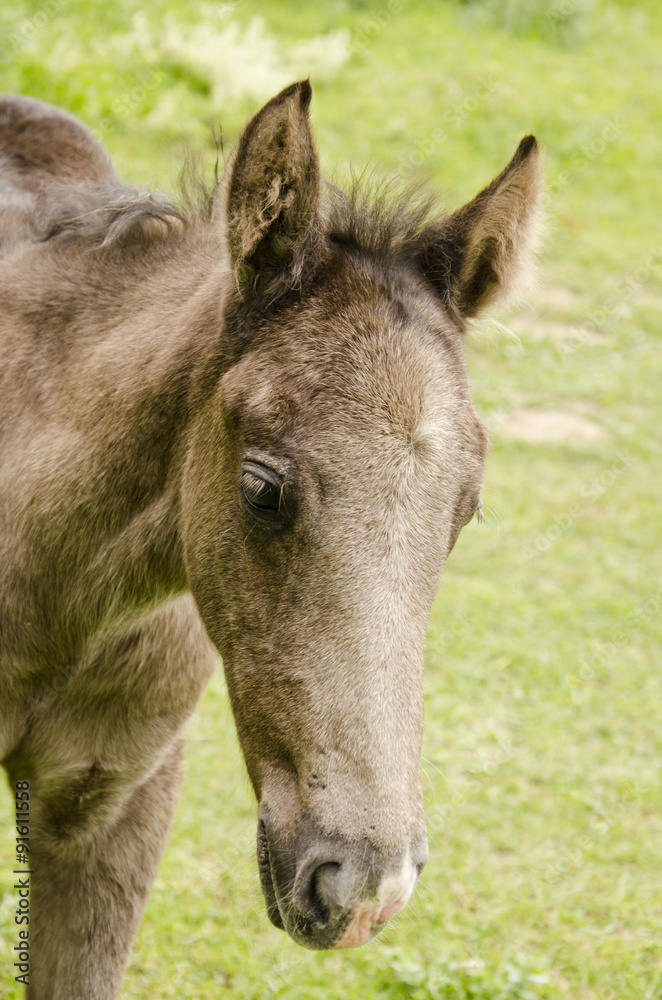 Wild horse