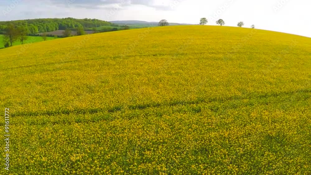 A beautiful aerial over yellow fields in England. A beautiful aerial over yellow fields in England.