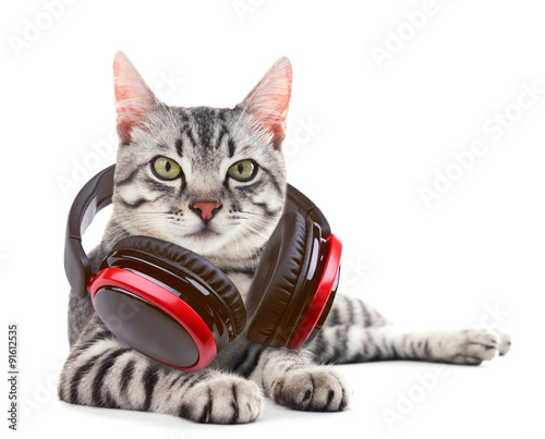 Fototapeta Naklejka Na Ścianę i Meble -  Beautiful cat with headphones isolated on white