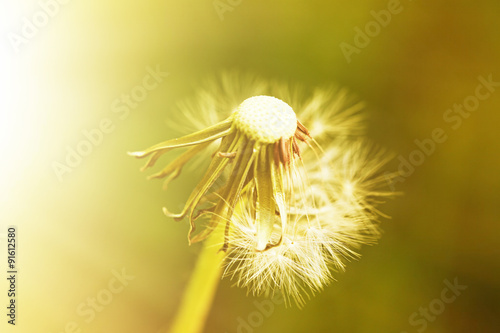 Dandelion flower outdoors