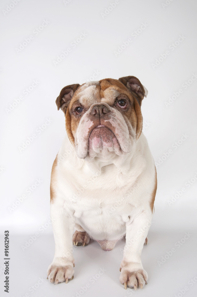 English Bulldog sitting on a light background.. English Bulldog sitting on a light background..