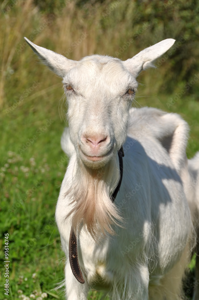 Fototapeta premium white goat