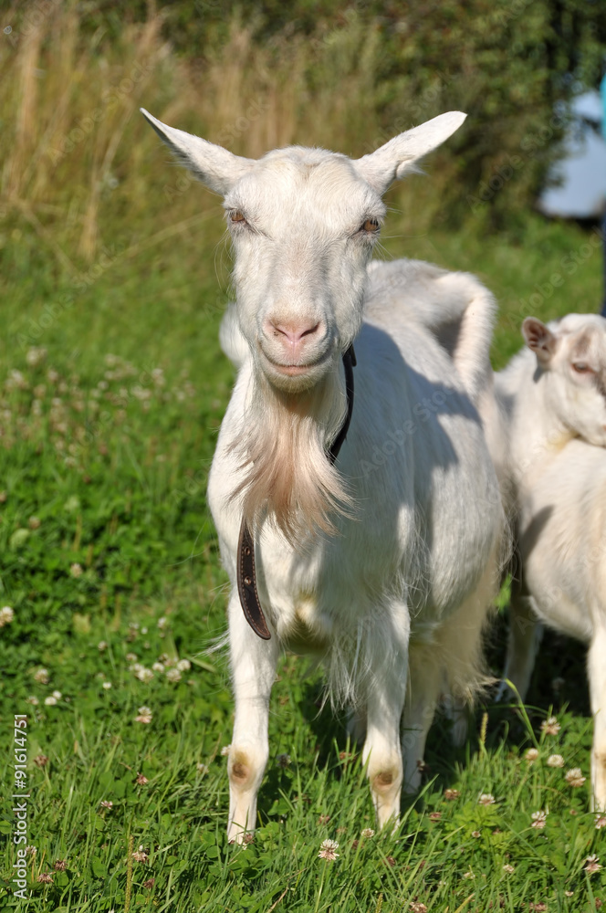 white goat