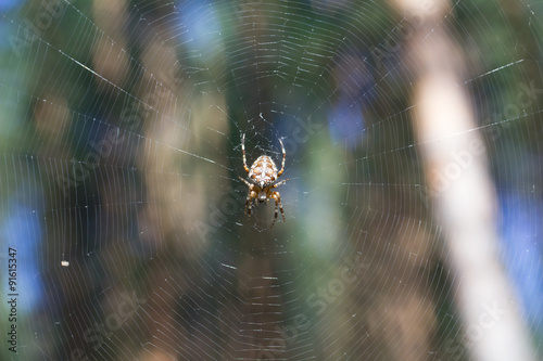 cross spider on web