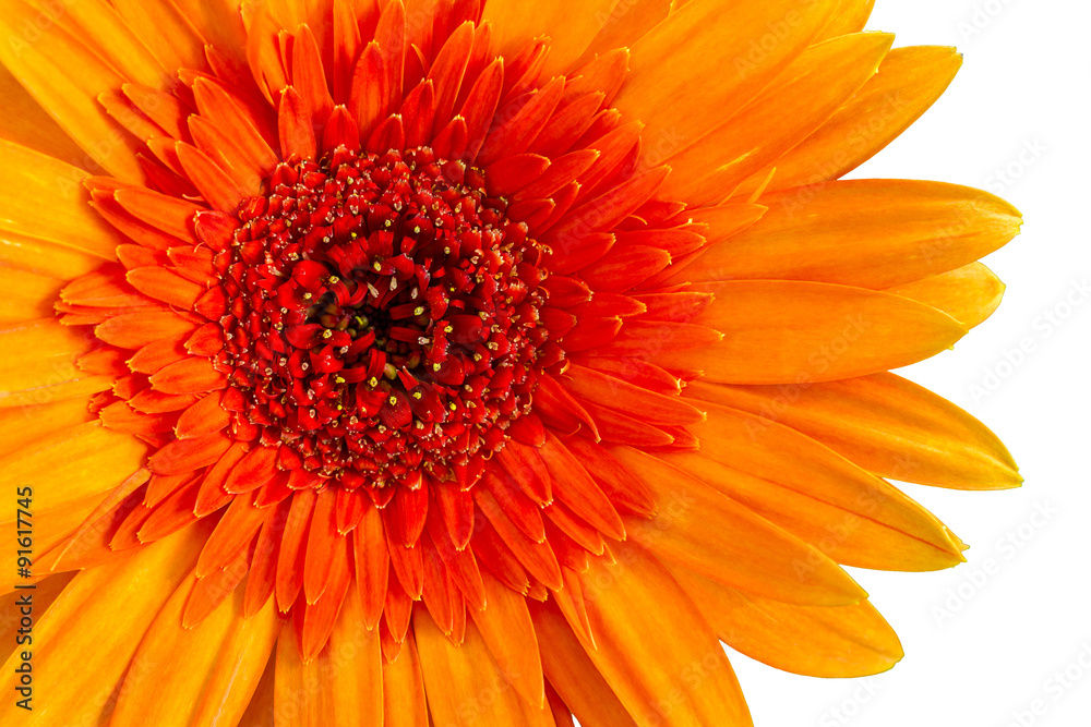 Closeup a orange gerbera daisy flower.