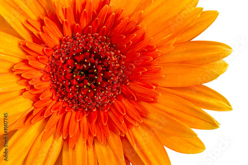 Closeup a orange gerbera daisy flower.