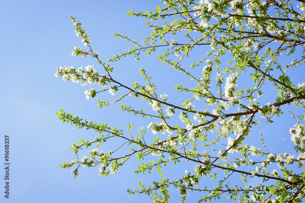 blooming apricot tree flowers against blue sky blooming apricot tree flowers against blue sky