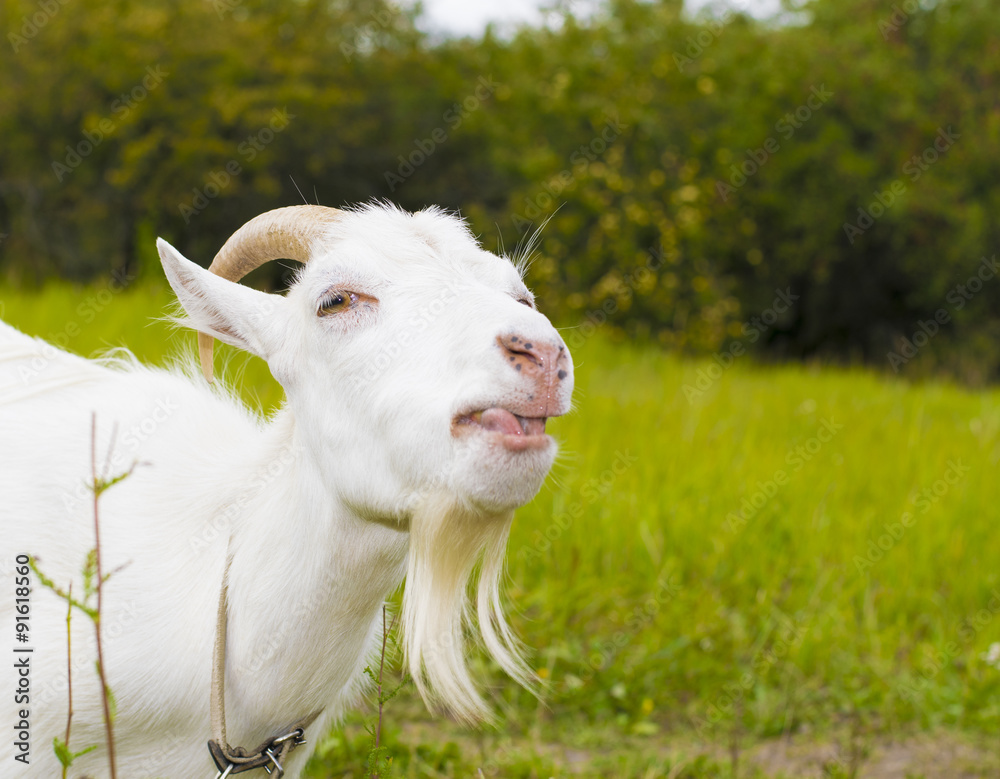 Fototapeta premium white goat in the village