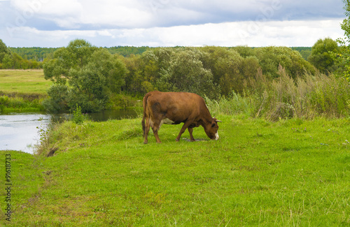 Fototapeta Naklejka Na Ścianę i Meble -  cow grazing