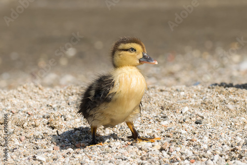 Portrait of a cute baby duck.

