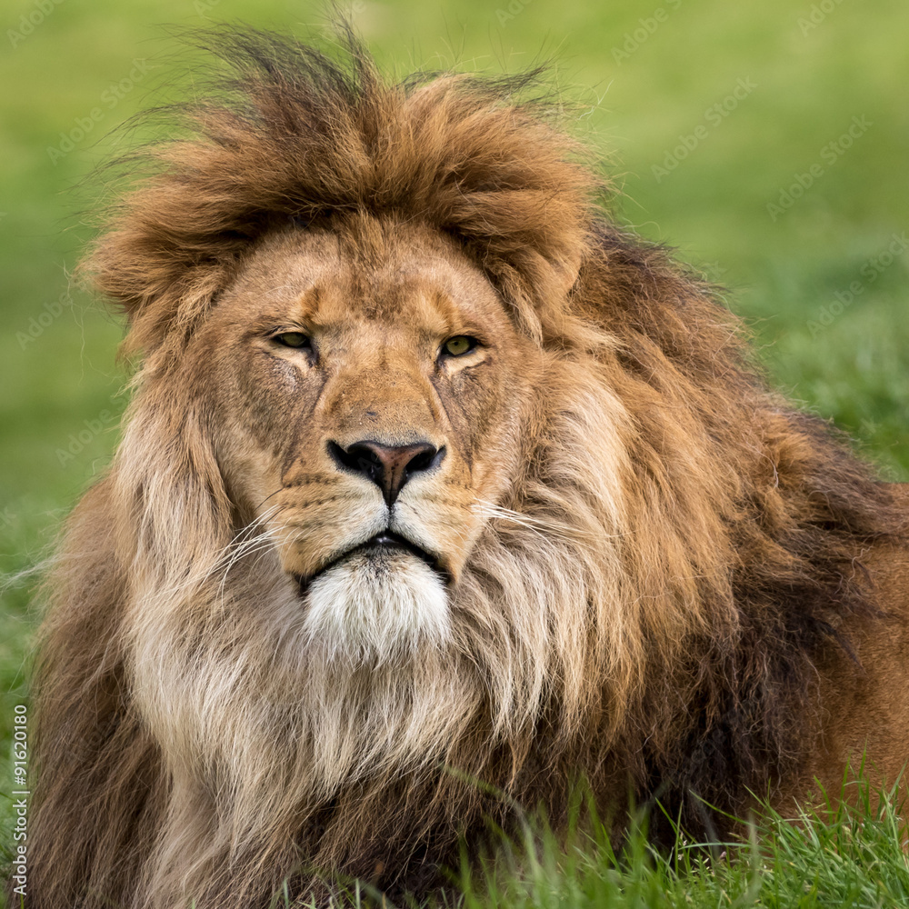 Head shot of male lion lying in grass.