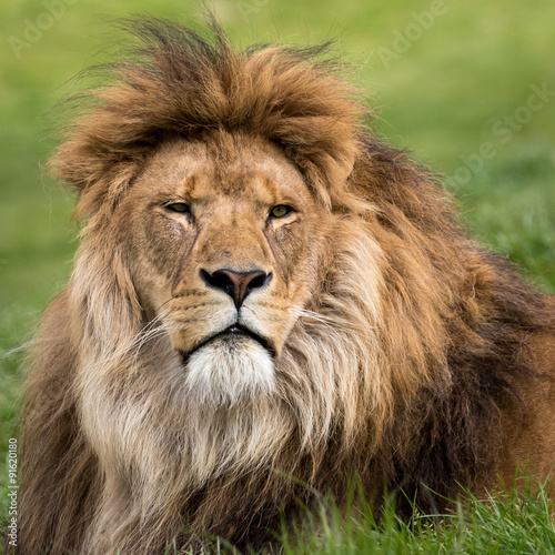 Head shot of male lion lying in grass.