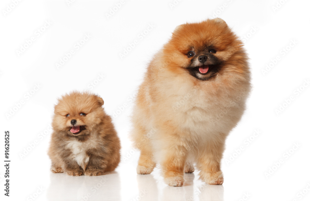 Pomeranian Spitz dog with his puppie Pomeranian Spitz dog with his puppie