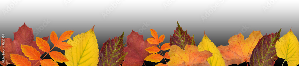 Fototapeta premium fallende blätter, goldener herbst