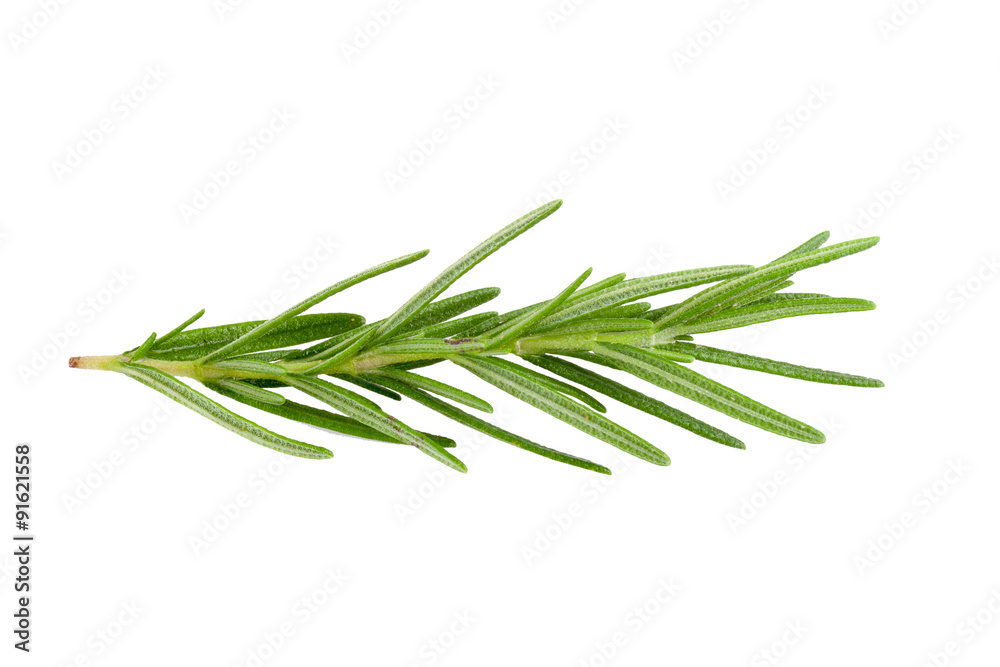 rosemary isolated on white background