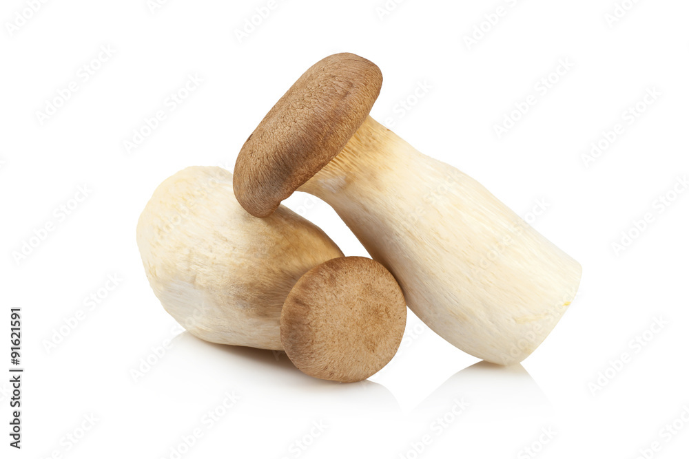 King Oyster mushroom (Eringi) isolated on white backgroud. King Oyster mushroom (Eringi) isolated on white backgroud.
