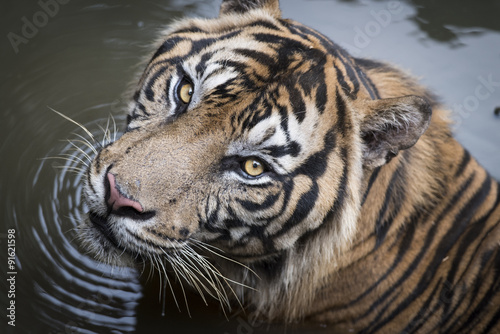 Fototapeta Naklejka Na Ścianę i Meble -  Endemic Sumatran Tiger