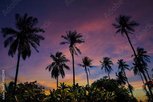 grove of coconut trees on a sunny day © Oleg Zhukov