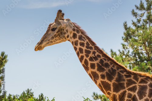 giraffe