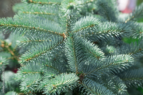 Close up of a blue spruce tree