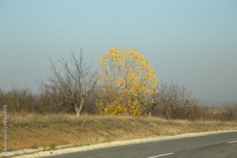 Golden tree in late autumn near road