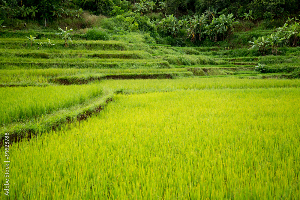 Ricefield on mountain at Vietnam