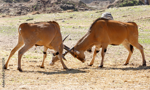 Eland antelope fight