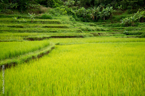Ricefield on mountain at Vietnam
