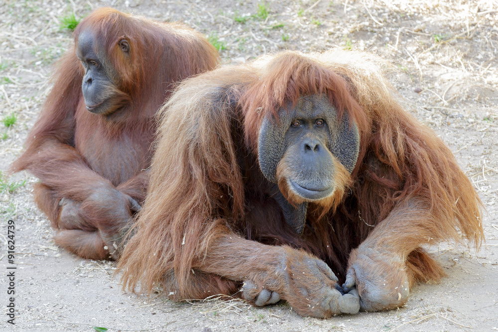 Obraz premium Orangutans family
