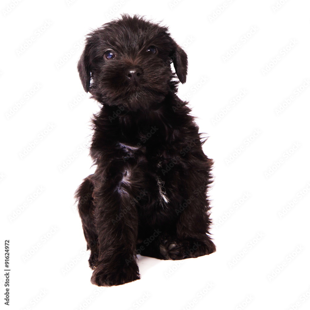 Puppies Puppies