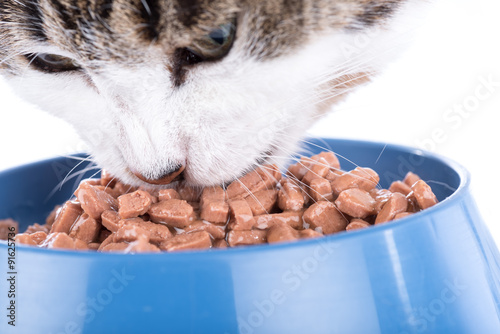Fototapeta Naklejka Na Ścianę i Meble -  Cat eating wet food