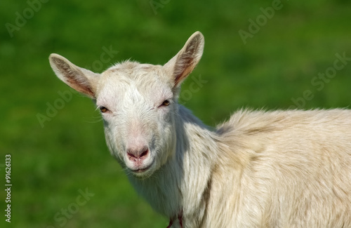 Goat portrait © Veresovich