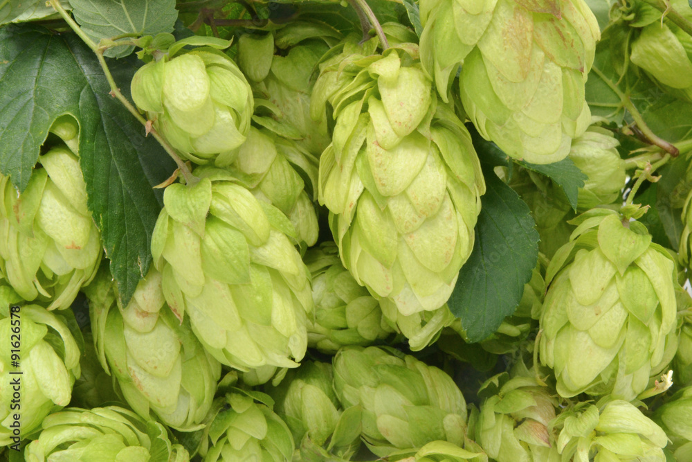 Hopfen Pflanze Nahaufnahme als Hintergrund Hopfen Pflanze Nahaufnahme als Hintergrund