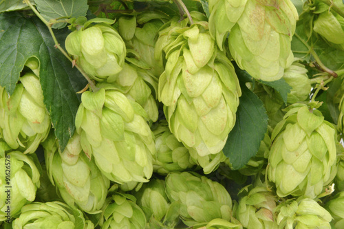 Hopfen Pflanze Nahaufnahme als Hintergrund 