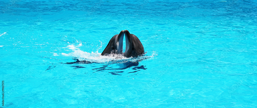Naklejka premium Two dolphins playing together in a clear azure pool water